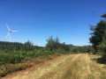 Sortie de la sapinière vue éoliennes