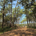 Sortie forêt vers la plage