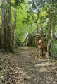 Souche de bois mort