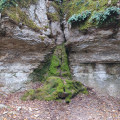 Le Bois de la Combe du Pré