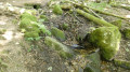 Source de la Kirneck par temps tr&egrave;s sec