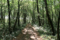 Sous-bois à Boisramier Sous-bois à Boisramier
