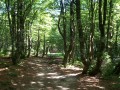 Sous bois après Gazon de faing ancienne séparation France Allemagne avant 2014