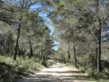 sous bois, chemin bien large de la balade