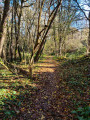 sous-bois d'Espanes