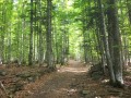 Sous-bois dans la montée vers le Col Oberlauchen