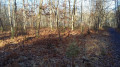 Sous bois dans un matin d'hivers