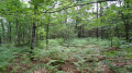 Sous-bois de fougères