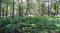 Sous-bois de fougères en forêt d'Ingrannes