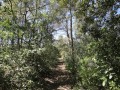 sous bois de la balade