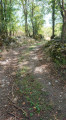 Sous-bois de "la font chrétien"