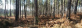 Sous bois de pins Sous bois de pins