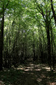 Sous-bois du Pied Ferré