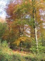 Sous-bois en automne