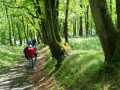 Sous-bois et soleil