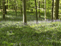 Forêt de Roumare autour de Montigny