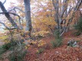 Sous bois montée barre des doubes