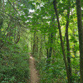 Sous bois près de la rivière