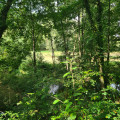 Sous bois près de la rivière