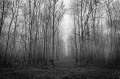 Sous-bois (version B&W) Sous-bois (version B&W)