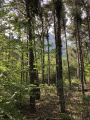 Sous-bois