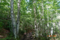 Sous-bois