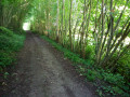 Sous bois Sous bois