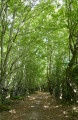 Sous-bois