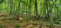 Petite boucle près du Samson Petite boucle près du Samson