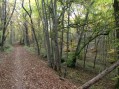 Sous bois