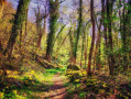 Sous-bois