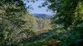 Sous-bois