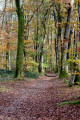 Sous-bois.