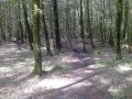 Sous-Bois