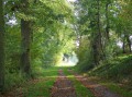 Sous-bois