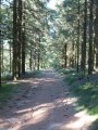 Sous-bois