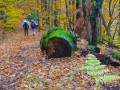 Sous-bois Sous-bois