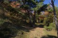 Sous-bois