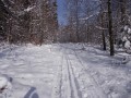 Sous-bois
