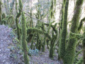 Sous-bois