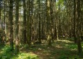 Sous-bois