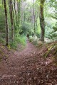Sous bois