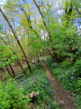 Sous-bois