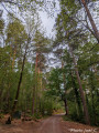 sous bois
