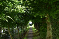 Sous-bois