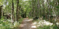 Sous-bois
