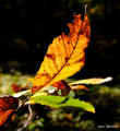 Sous-bois