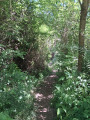 Sous bois
