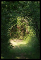 Sous bois