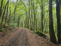 Sous bois